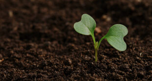 ingrasamant organic